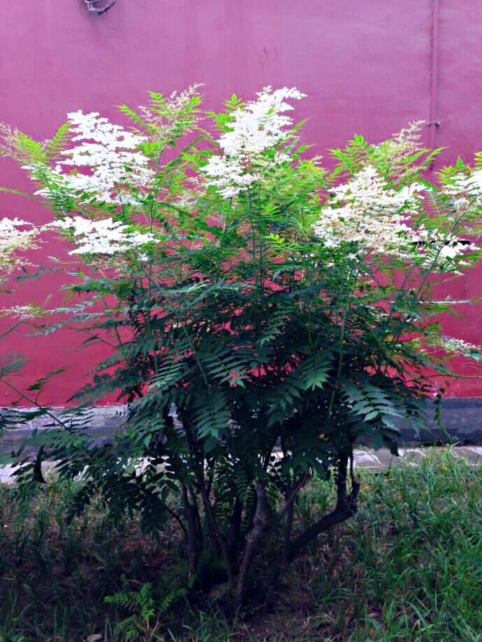 珍珠梅～形似珠玑,神似雪梅·附·咏珍珠梅诗一首