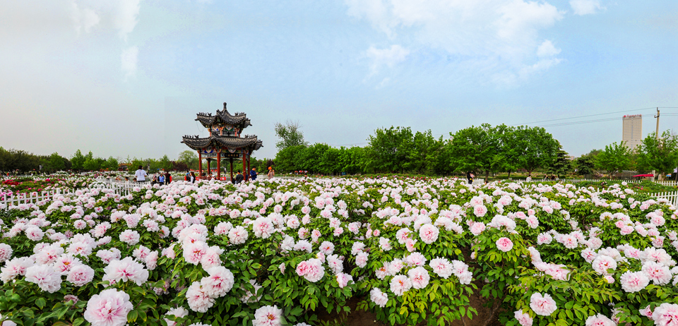 菏泽城的牡丹故事