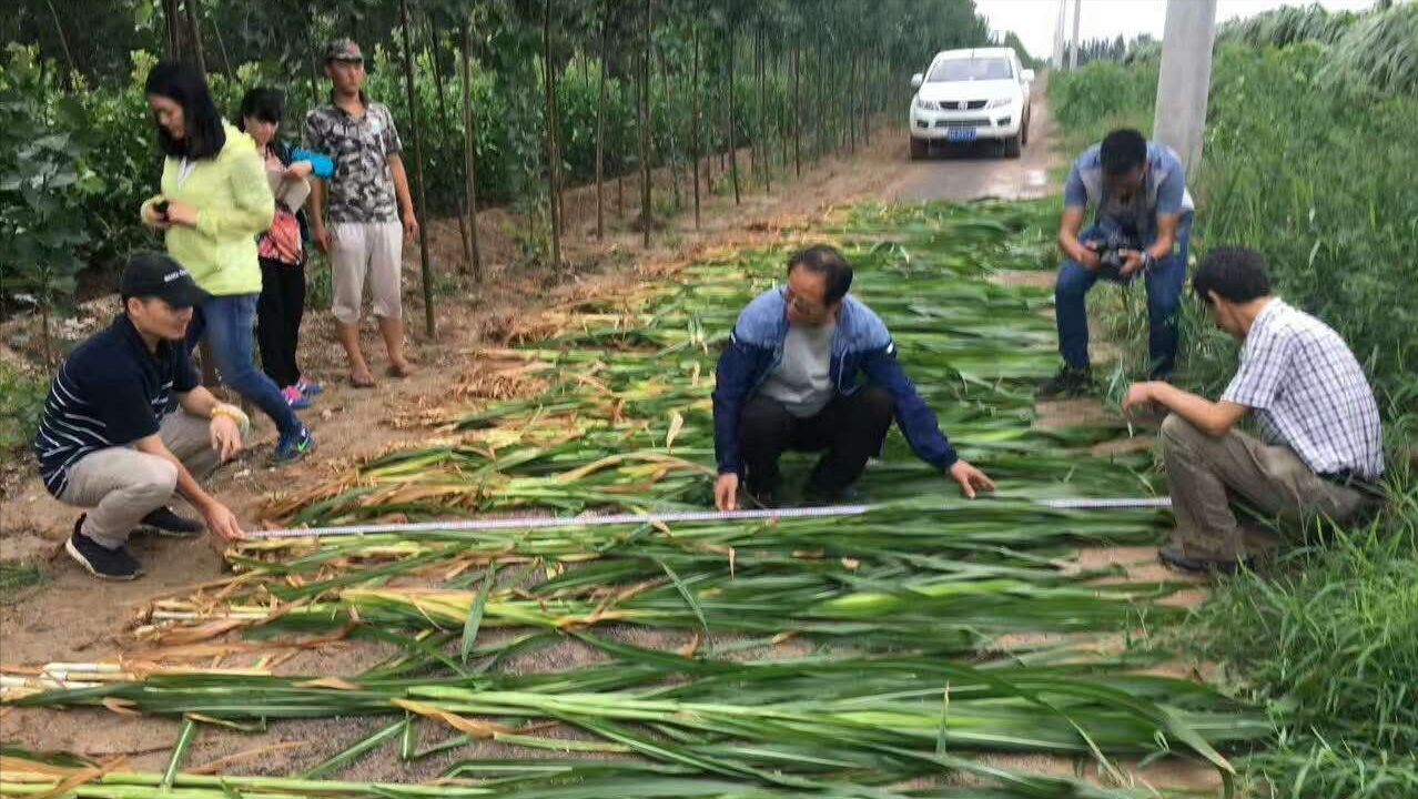 株高7米，畝產30噸，能收割15年的牧草，用來養(yǎng)豬能省不少飼料錢