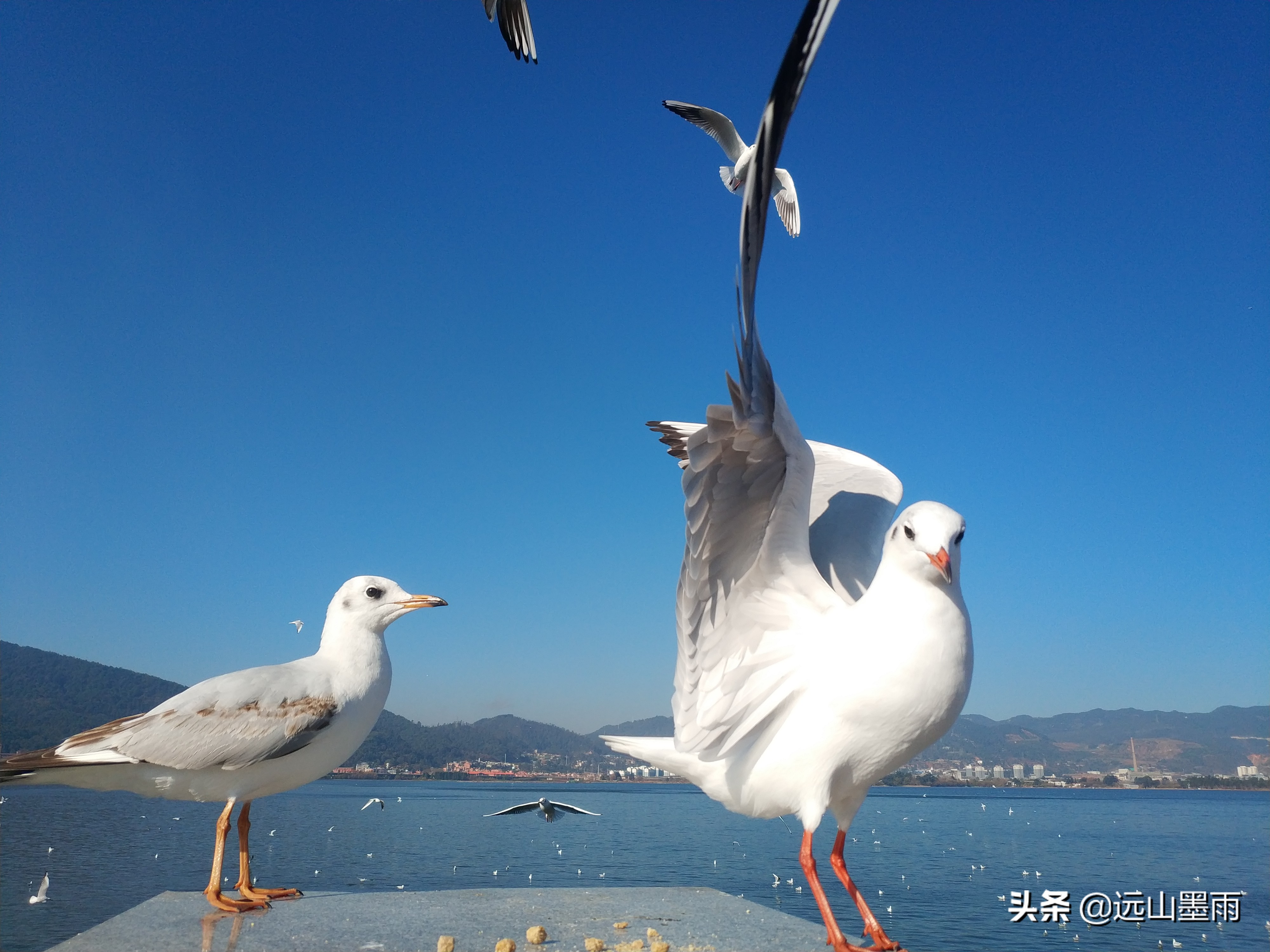 昆明海鸥在哪里看(冬季到昆明看海鸥，这是一道独特的风景，猜想是不会让你失望的)