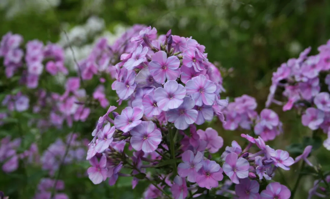 宿根福禄考花期什么时候（夏季里最佳的观花植物）