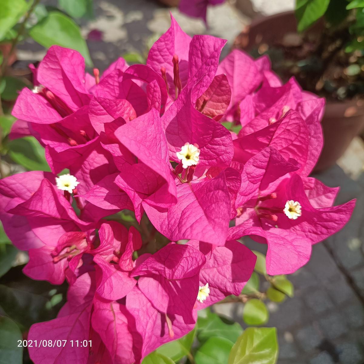 花草的图片大全（100种常见花图鉴一览表）