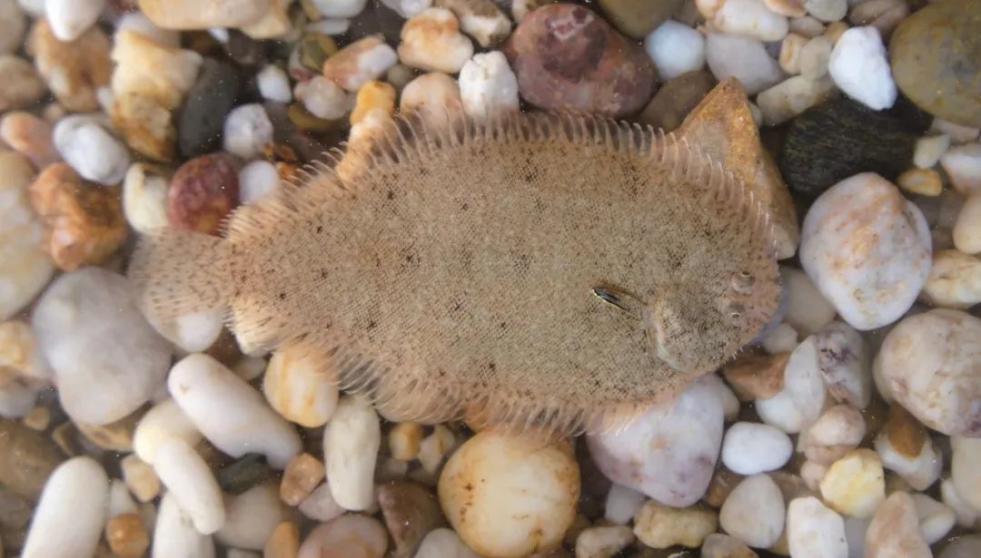 海南原纓口鰍香港鬥魚昌化江吻蝦虎魚睛斑阿胡蝦虎魚多輻翼甲鯰叉尾