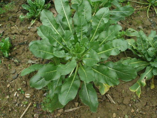 目前種植什麼藥材最賺錢(種什麼藥材最賺錢)