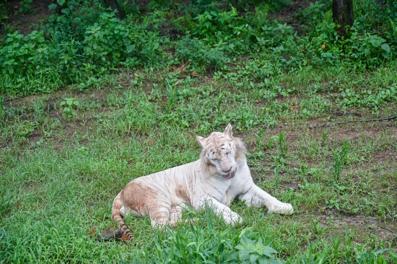 重慶最大的野生動物園,還能乘車投食老虎和獅子,動物比遊客還多