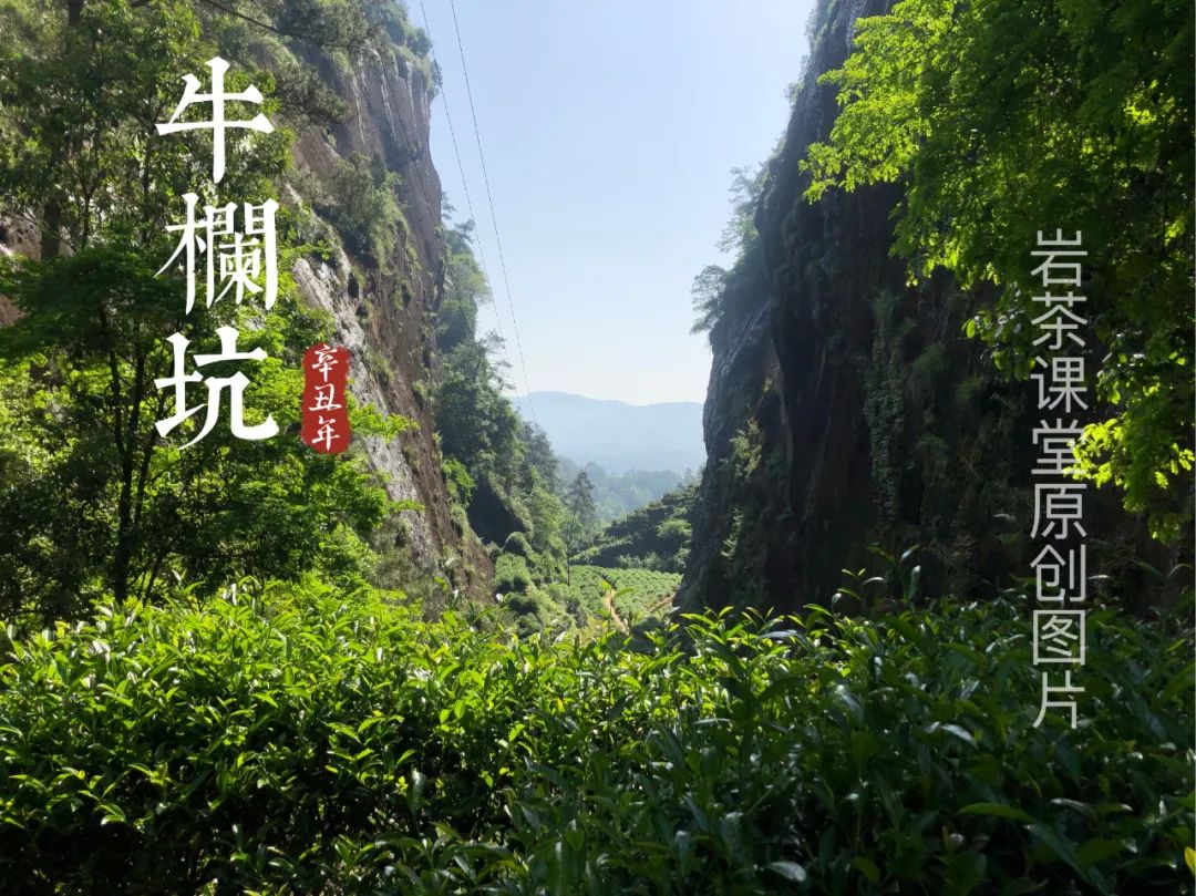 喝过牛栏坑肉桂的人，才算懂岩茶，岩茶入门的门槛这么高吗？