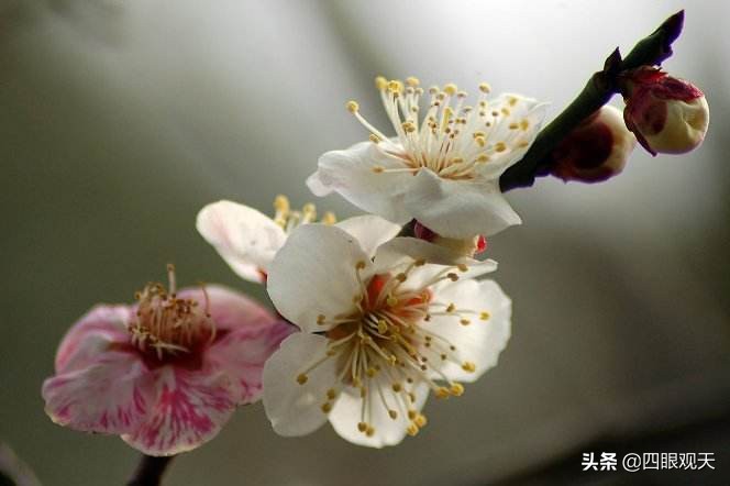 梅花是什么颜色(江梅宫粉大红朱砂玉蝶绿萼洒金照水龙游) - 百百科