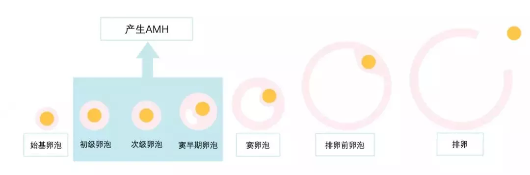 AMH检测值低就不孕吗?你必须知道的AMH与卵巢功能的真相