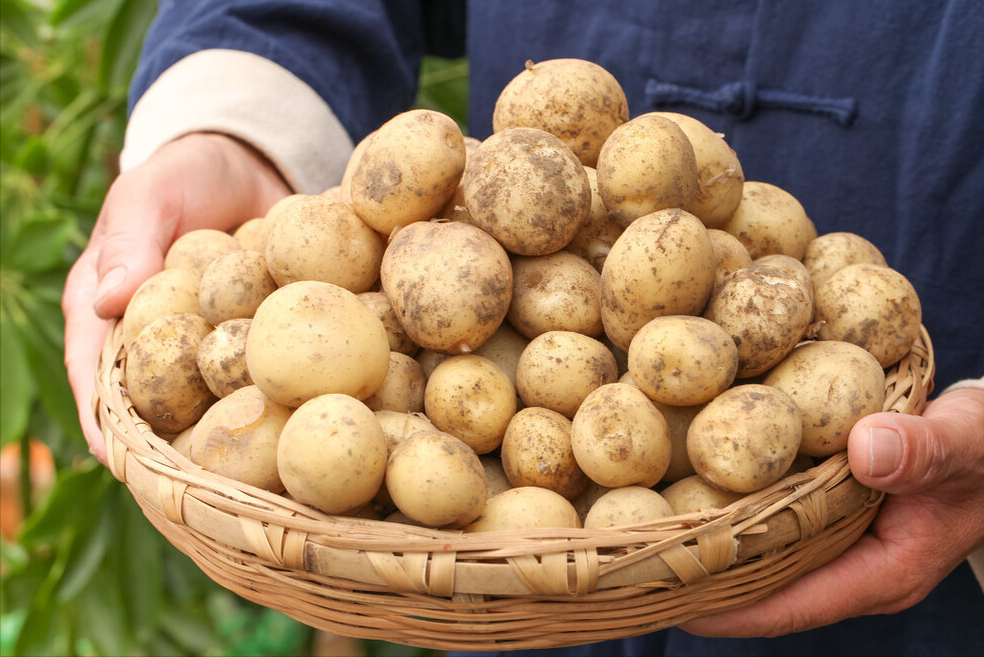 红土豆哪里产的好吃(中国6个产土豆地区排行榜)