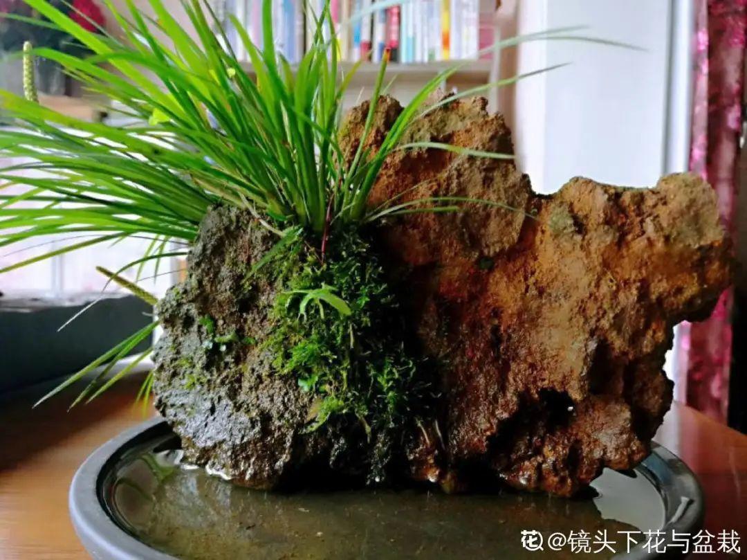 10种花太能喝水,一天一瓢水,7天爆满缸