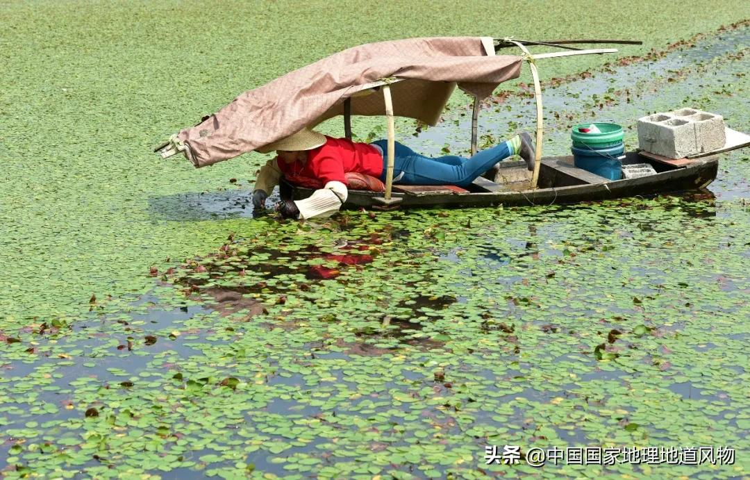 江南人的“水八仙”,北方人真的不懂