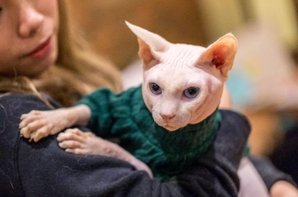 斯芬克斯猫被称为什么猫？你也想养一只吗？