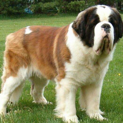 高加索犬,阿拉斯加雪橇犬,圣伯纳犬,爱尔兰猎狼犬,莱州红犬,德国牧羊