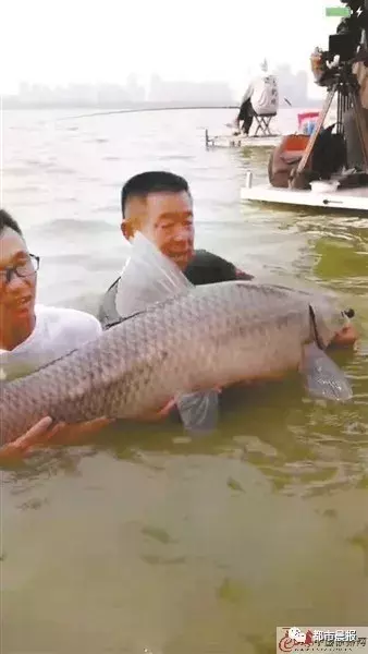 95斤!云龙湖又钓出大鱼,有人花9000元买它!那些年被钓上的大鱼