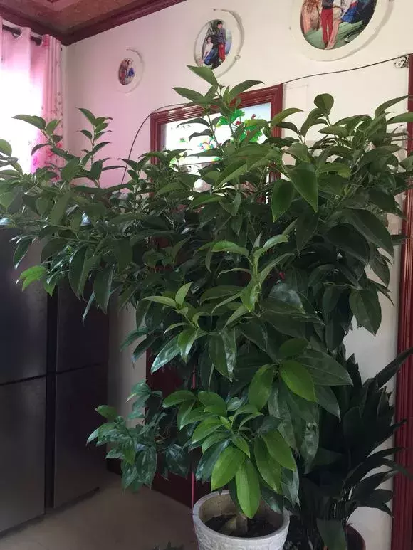 家里这3种富贵平安花,送人有讲究!