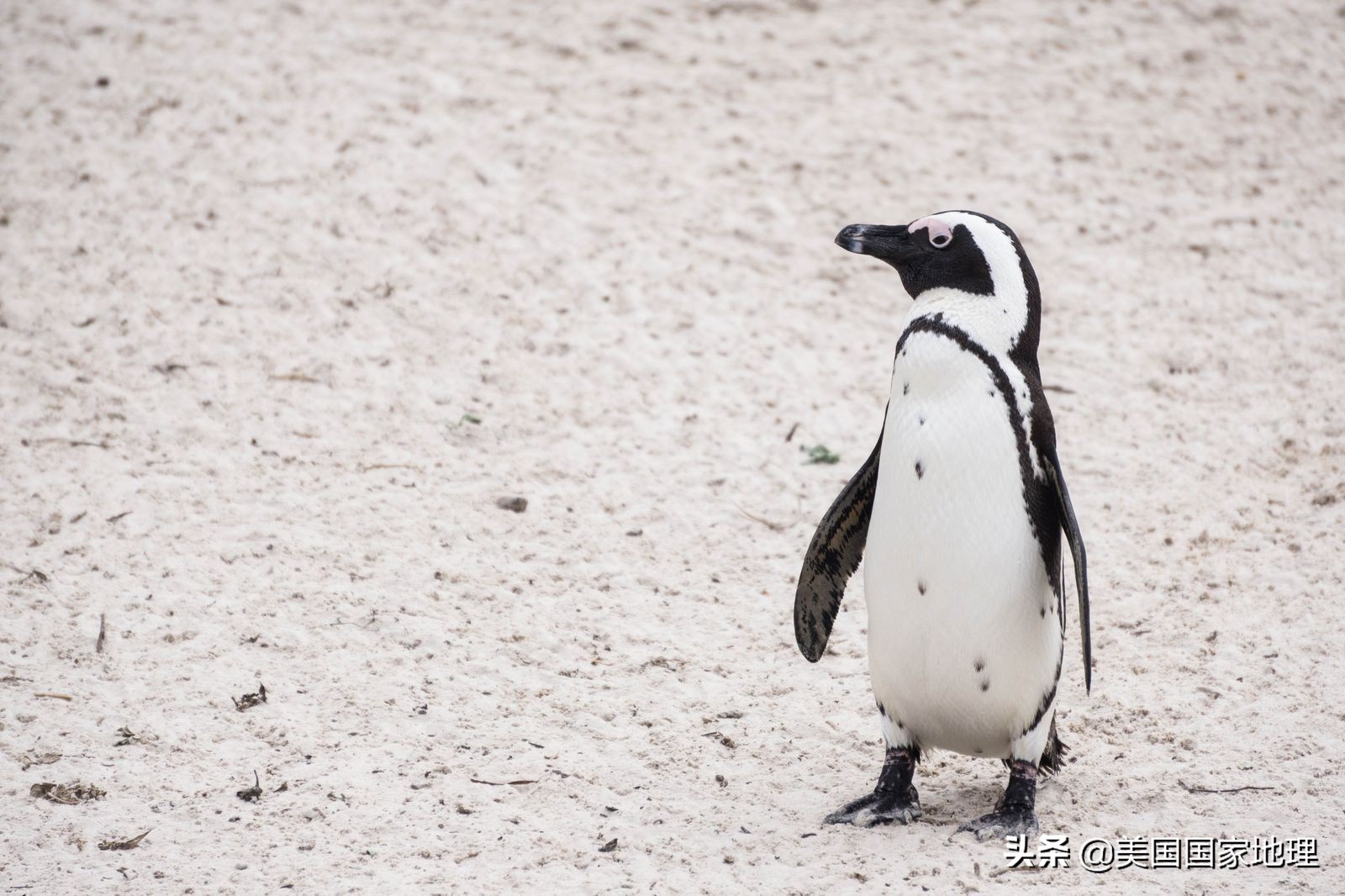 斑嘴环企鹅(jackass penguin)别名非洲企鹅,黑脚企鹅,公驴企鹅,生活在
