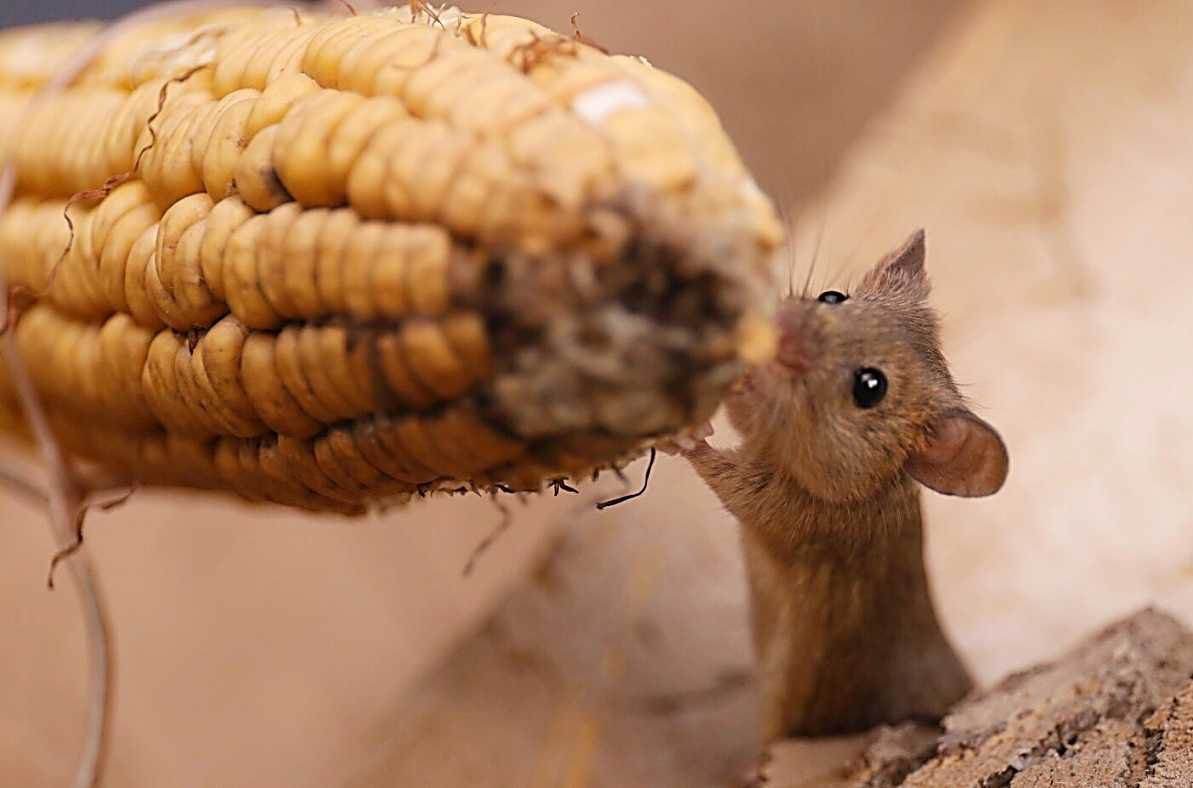 佛教寓言故事:米缸中的老鼠