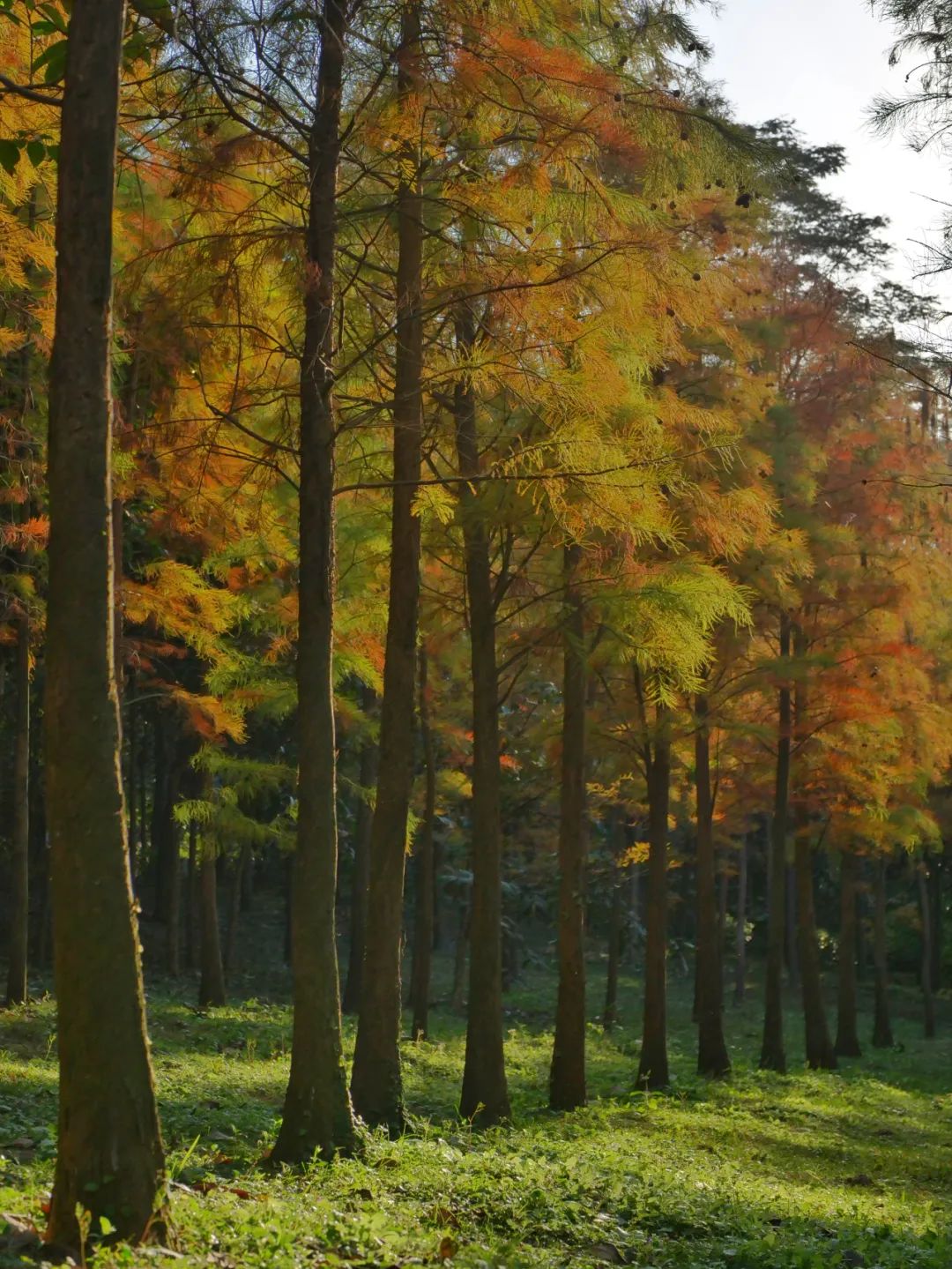 泉州森林公园 泉州罗溪省级森林公园-徐拾记官网
