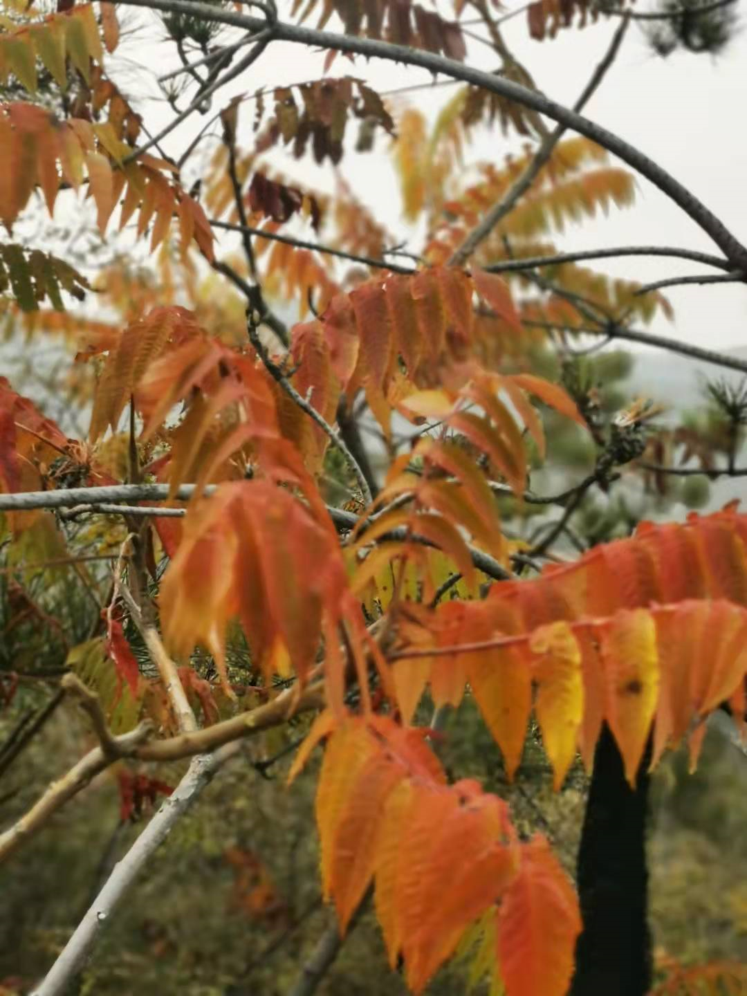 火炬树，来自深秋的爱…