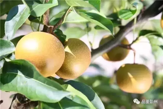 七月贡李甜，邀你赴约乐活葛仙山·第三届果园采摘之旅