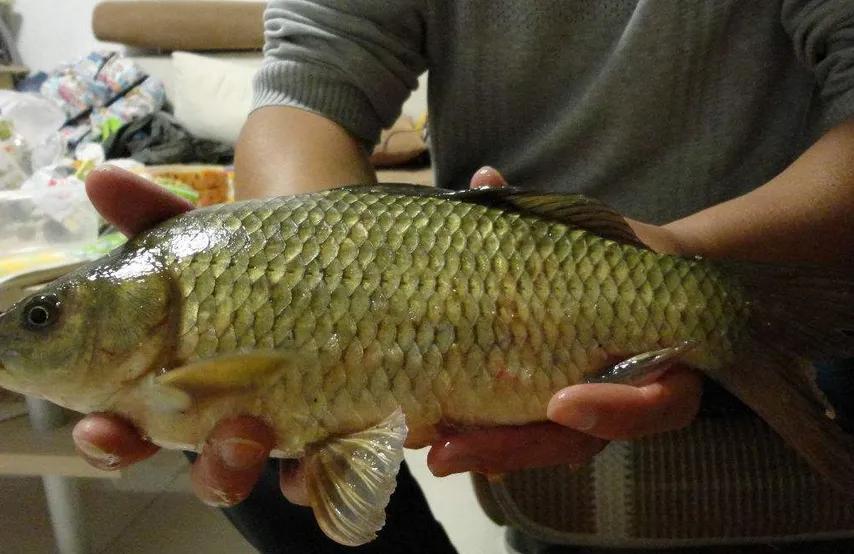 鲤鱼和鲫鱼的区别图片(我国培育的杂交鱼) - 赤虎壹号