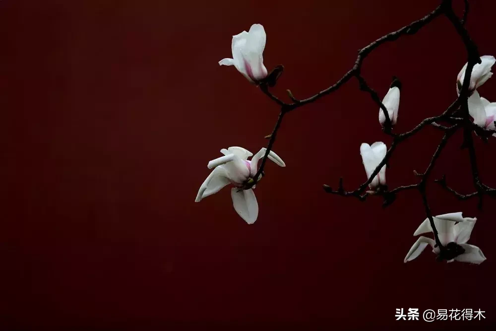 玉兰、紫玉兰、广玉兰、白兰花、木兰、望春、辛夷分别是什么花?