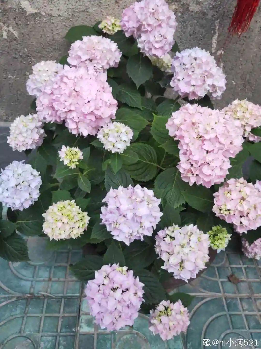 春天种什么花（春天最好养的20种花长得快）
