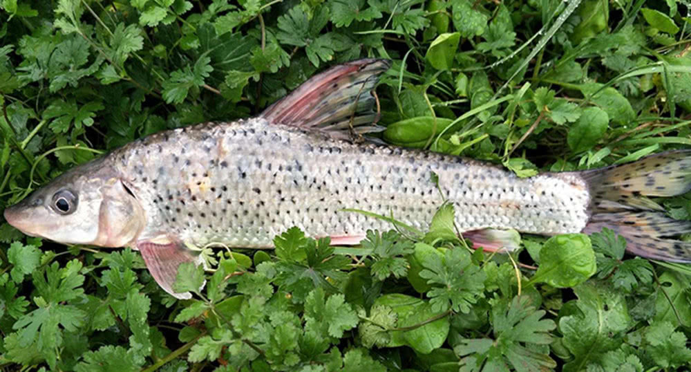 上海朱家角有一种鱼叫鲫鱼(格朗鱼),嫩肉,美味的,没有土腥味,非常赞.