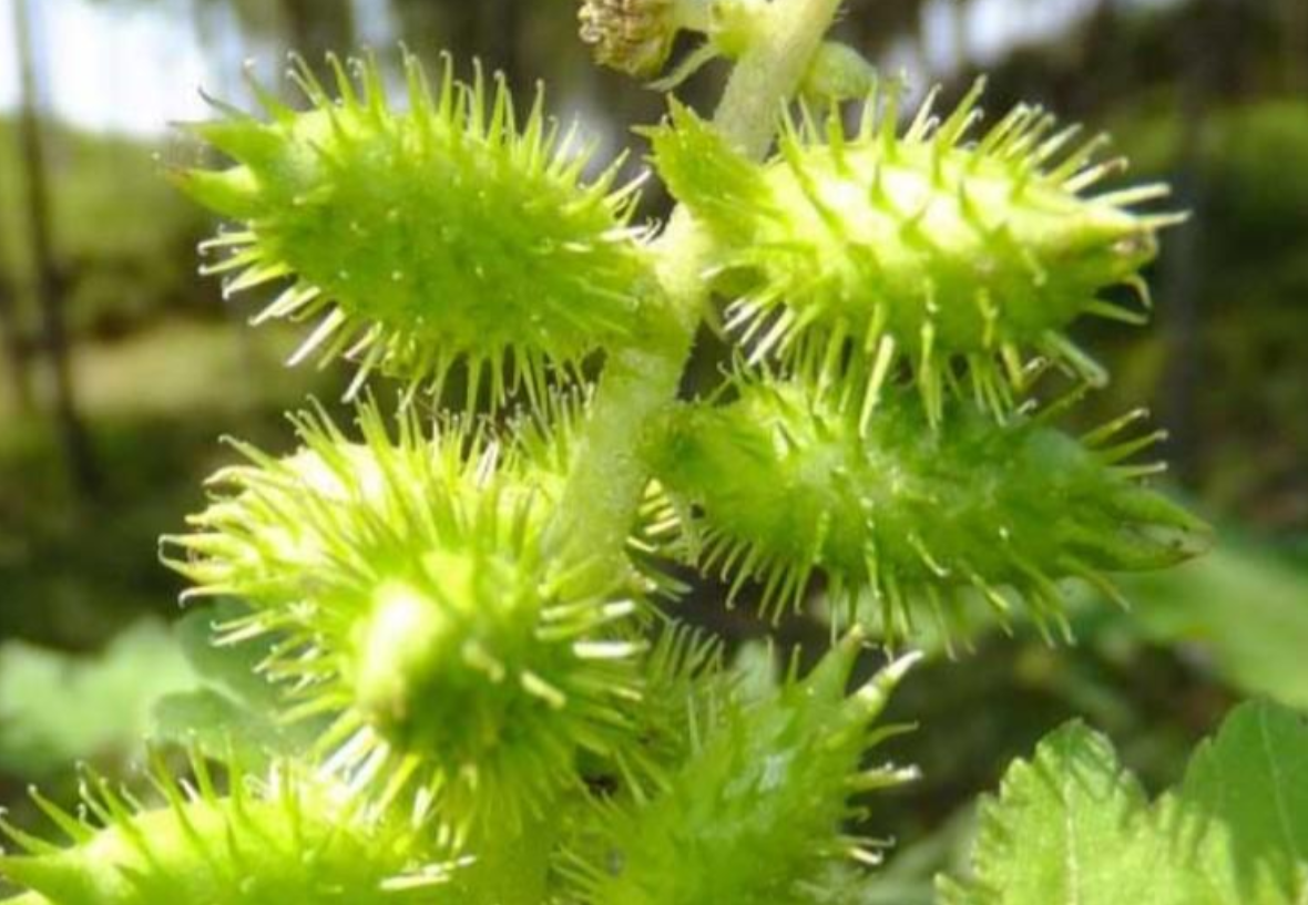 什么球打不里气(刺刺球,几代人的专属回忆,没见过的童年不完整)