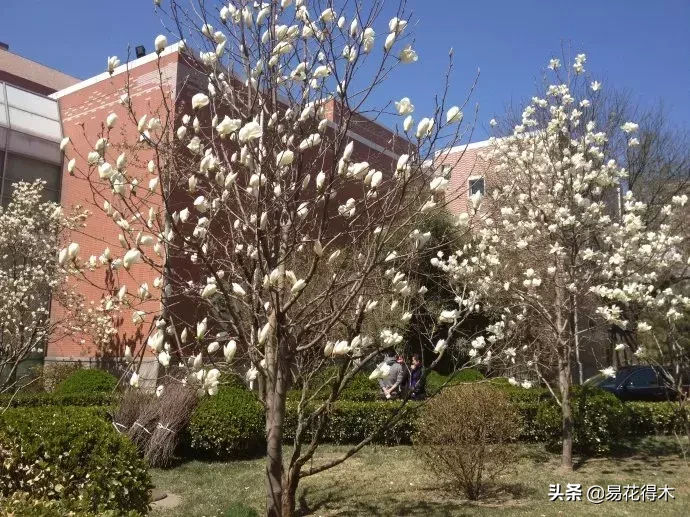 玉兰、紫玉兰、广玉兰、白兰花、木兰、望春、辛夷分别是什么花?