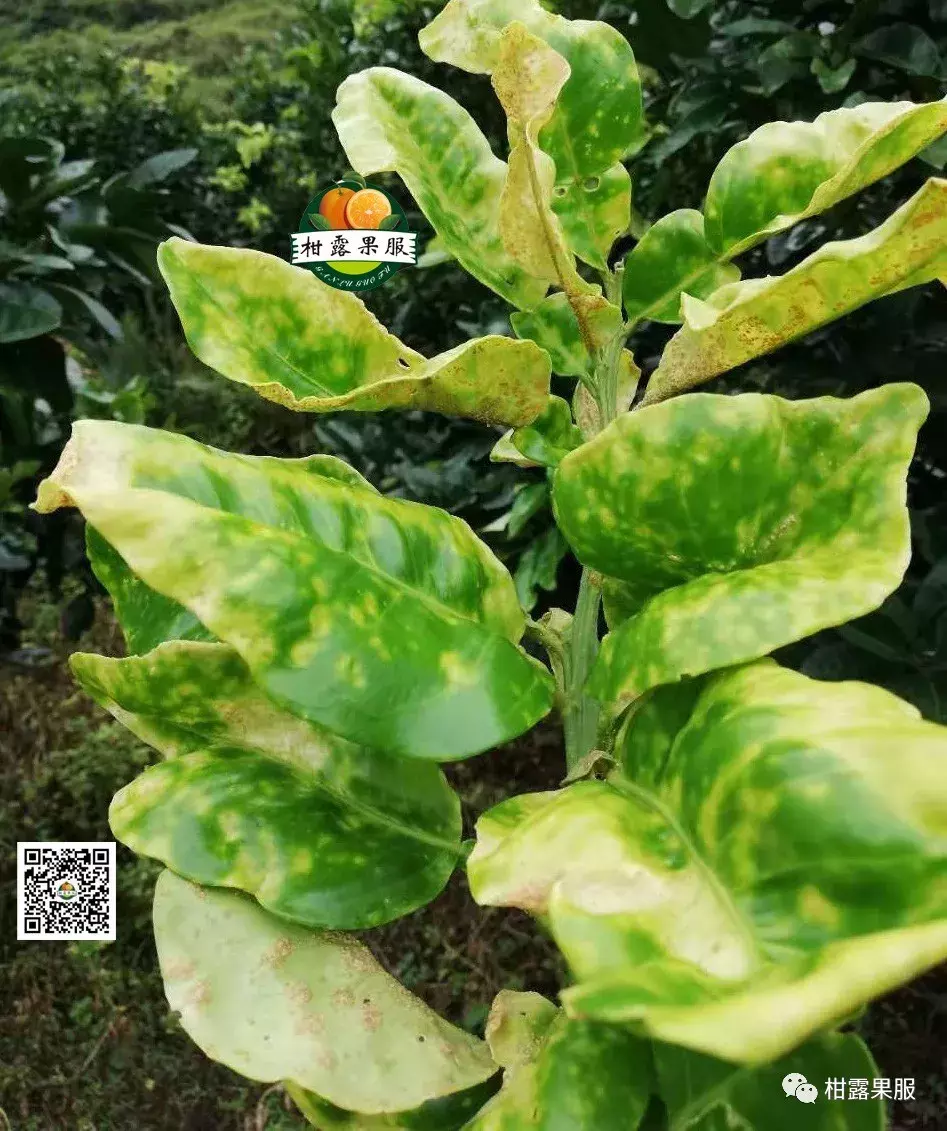 眼睛黄斑病图片(柑桔20余种黄化症状以及应对措施) - 赤虎壹号