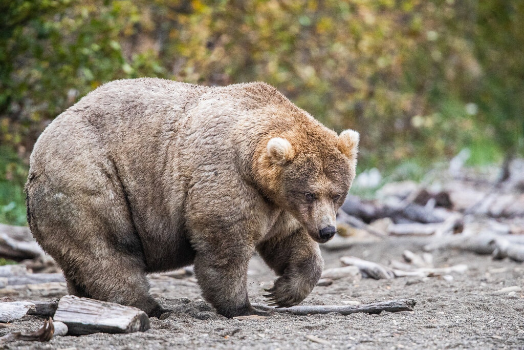 灰熊和黑熊(辟谣：有人说北极熊打不过棕熊，这是真的吗？)