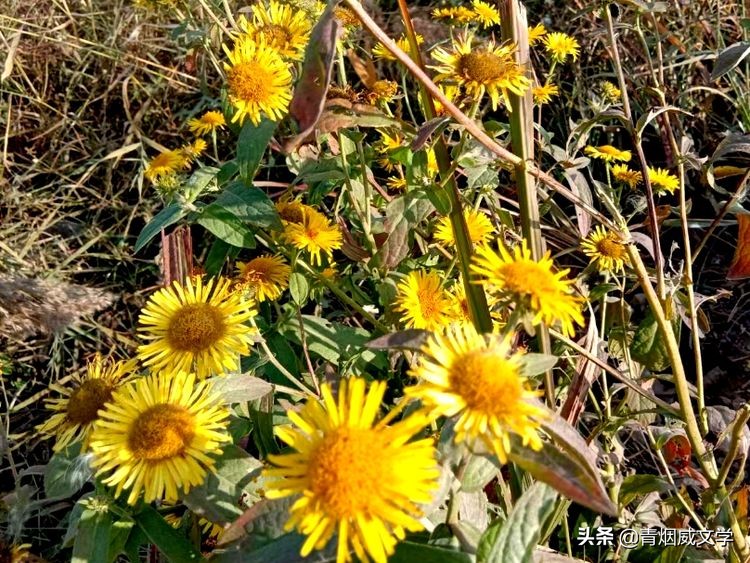 家乡的“水菊”（散文）