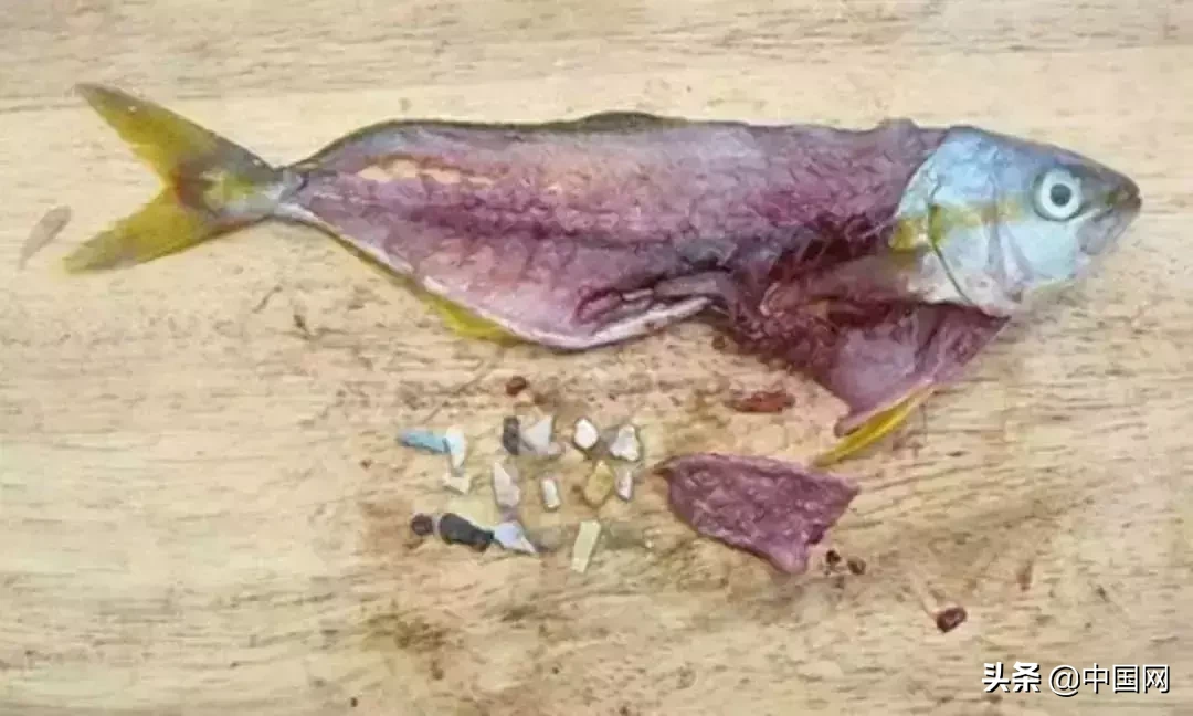 女子因垃圾未分类竟把志愿者掐晕，被行拘3日