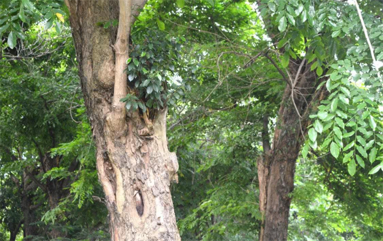 檀木树价格,四川本地檀木树