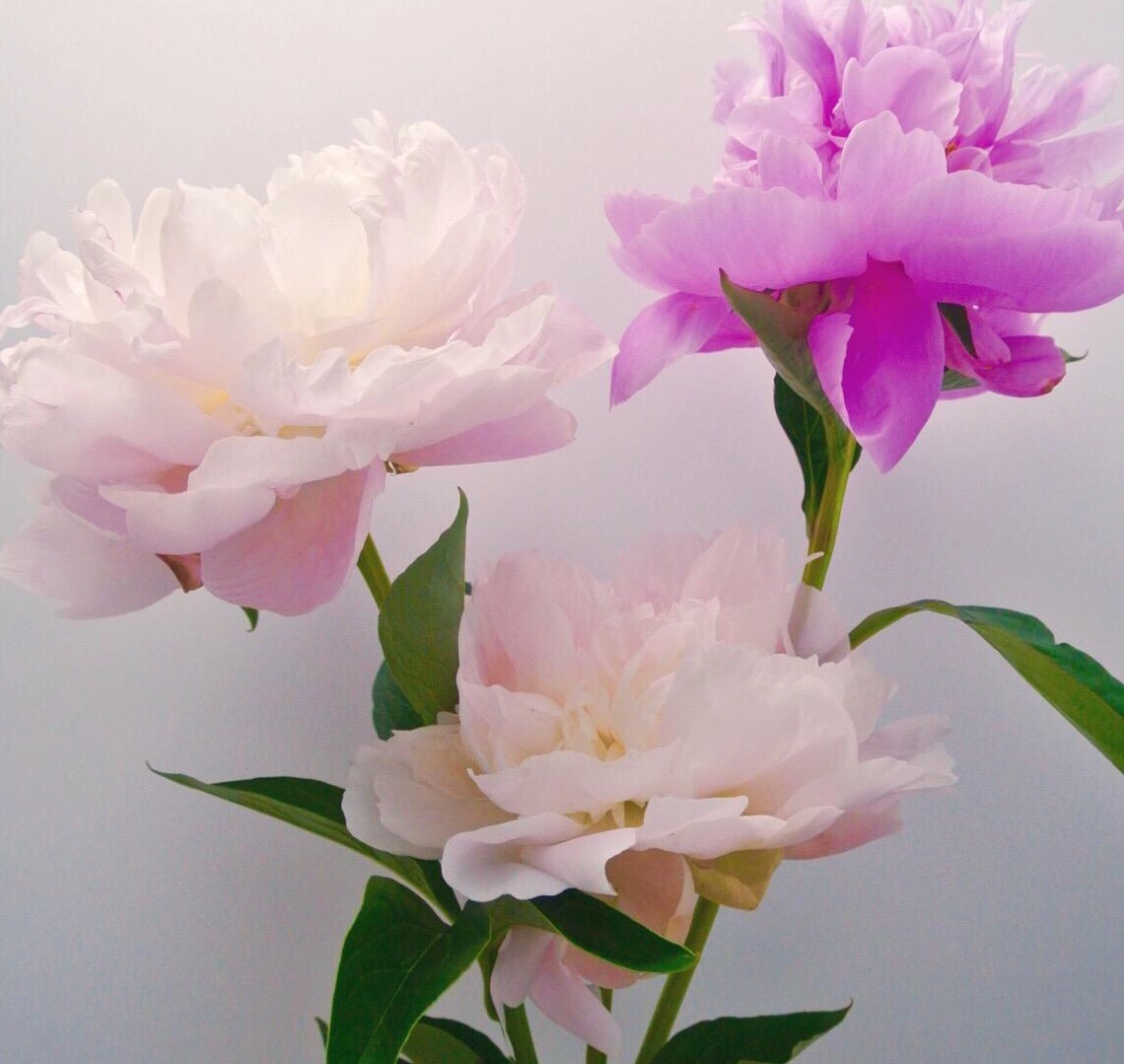 寄秋这套十二客花图系列超惊艳，剧情新颖文风幽默