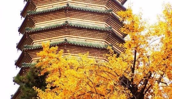 北京深秋去赏古银杏，就去这十大最佳观赏地