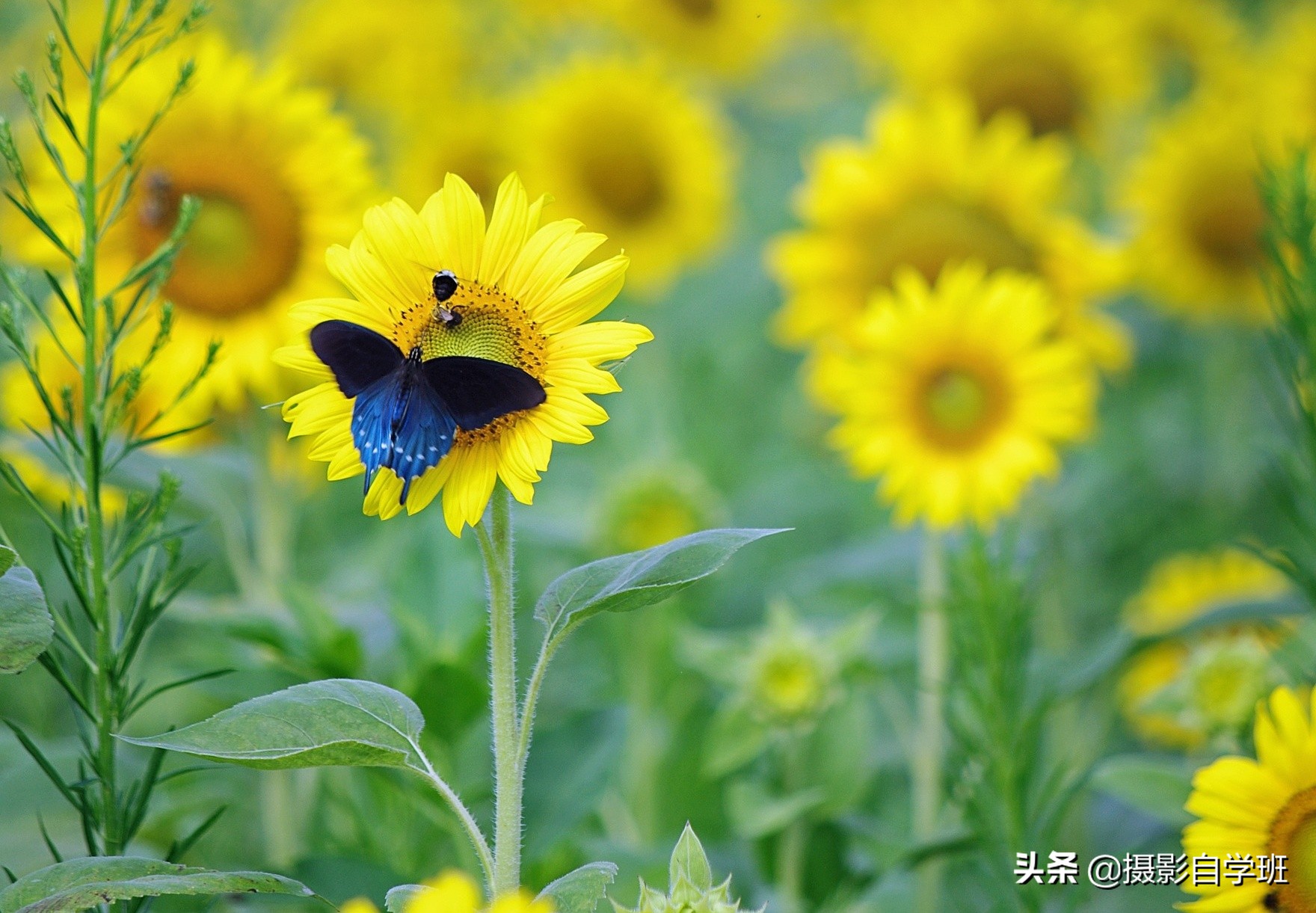 拍向日葵11个万能技巧，向日葵这么拍太美啦！摄影新手也能学会