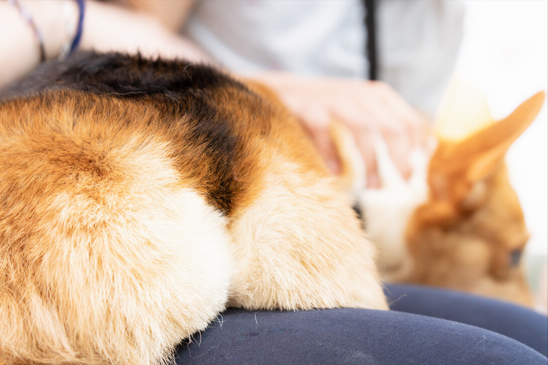 狗狗舔菊花的深意,你了解吗?