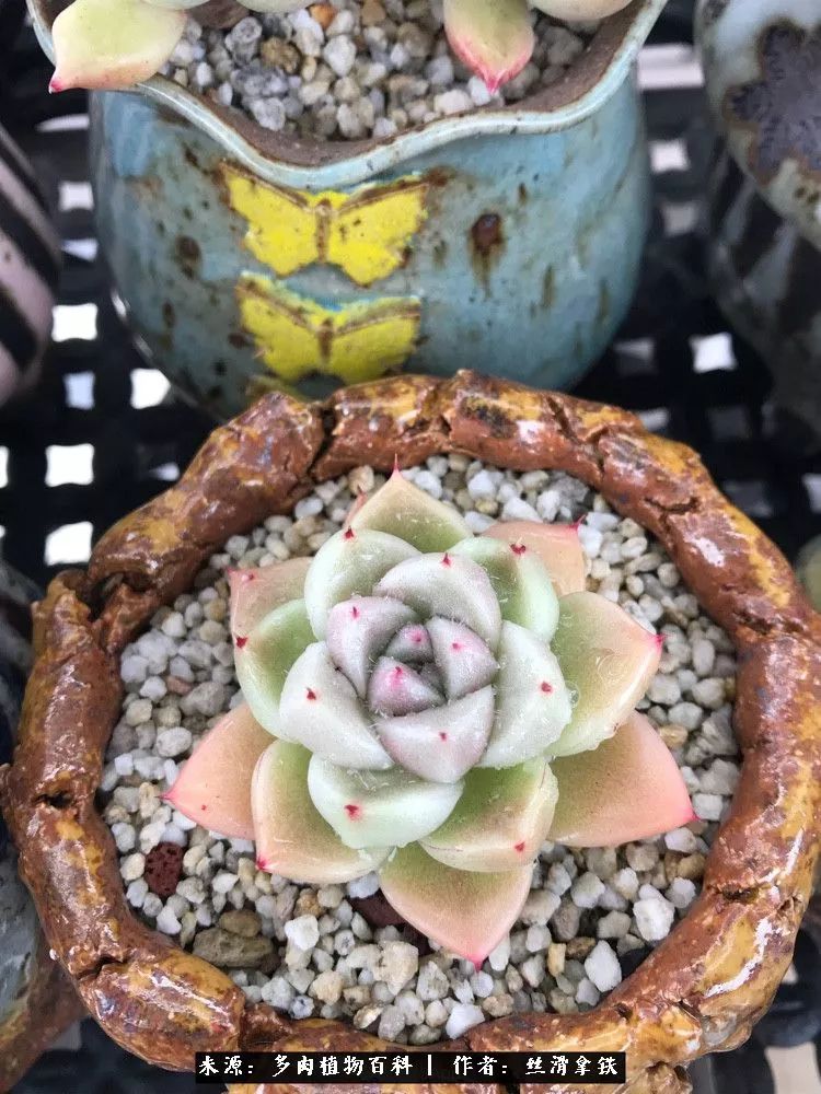 雪融花:雪中赏多肉,瑞雪兆丰年!