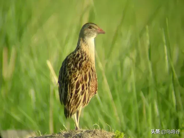 草地鹨是什么鸟（详细的新疆鸟种图片介绍）