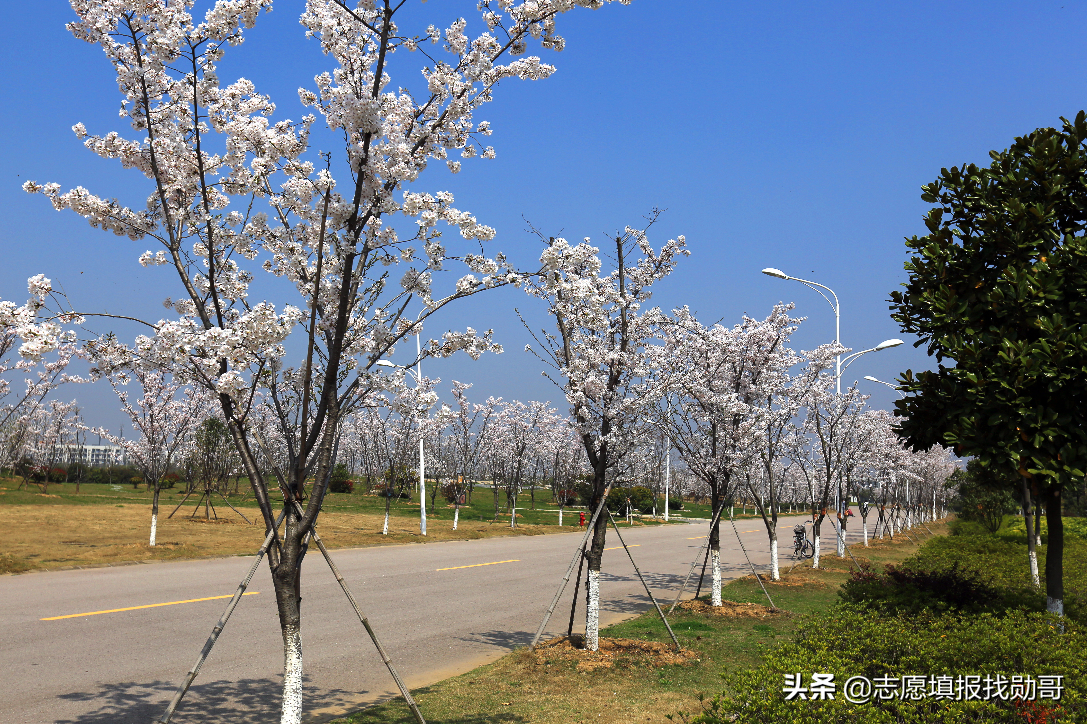 深度分析：本科麻醉学毕业生，为什么一直供不应求？
