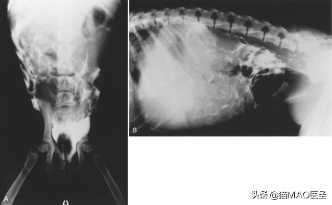 猫咪腹膜炎，未必是传染性，可能是内脏器官引起的普通腹膜炎