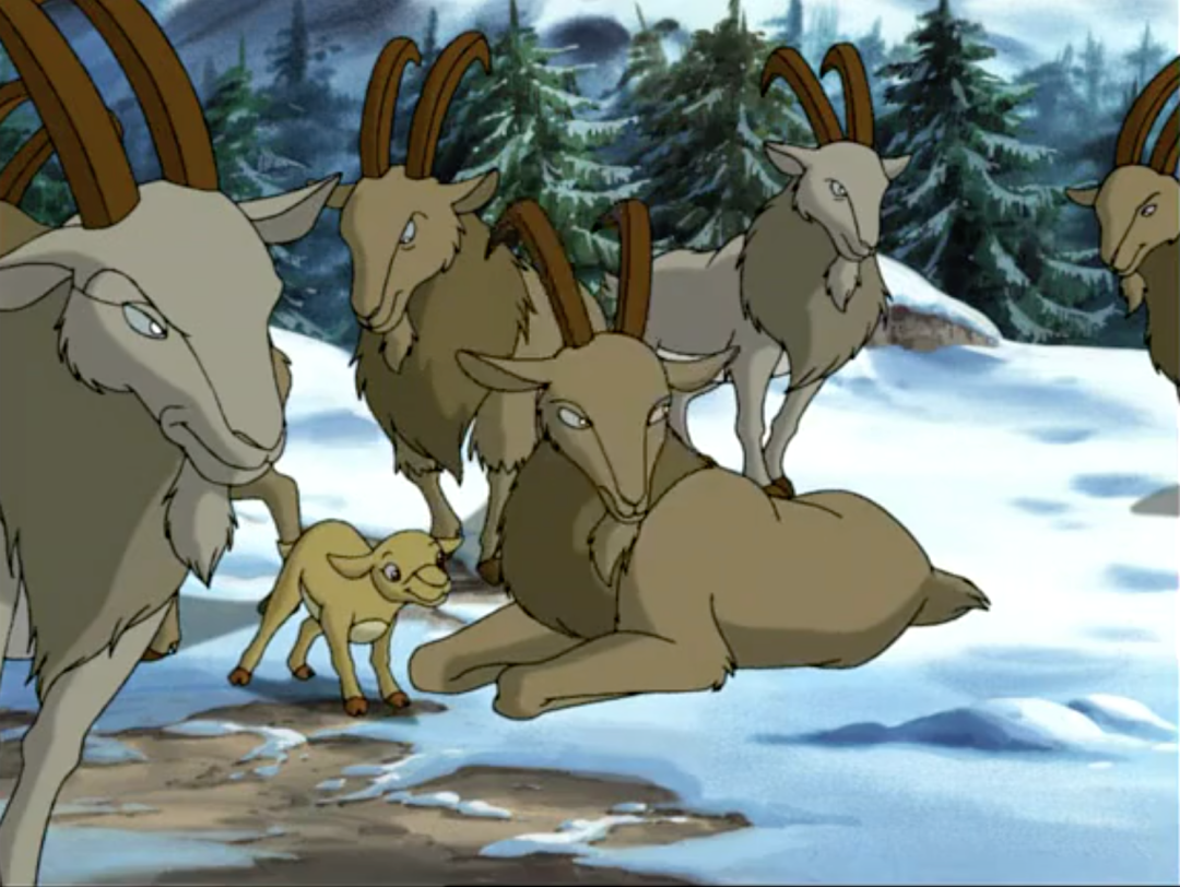 分离而终日消沉悲伤,退休首领老岩羊为了救族群不惜舍身与猎人对抗