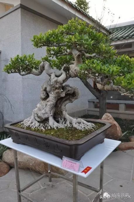 榕樹盆景圖片,榕樹盆景圖片大全欣賞