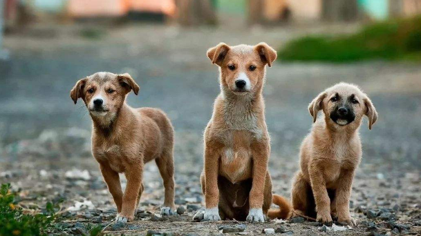 战斗力超强的5种犬，遇到后一定要绕道走！网友：幸好被禁养了
