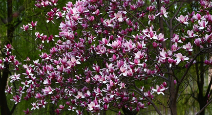 西安邮电大学2017-2018分省（区、市）录取分数