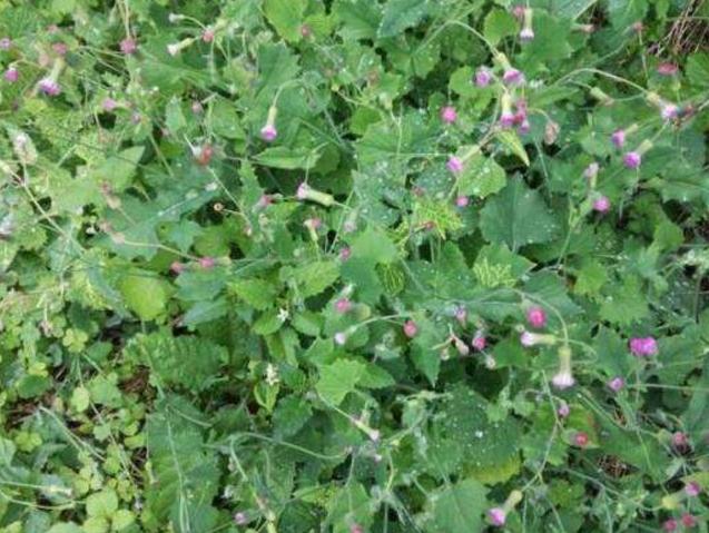 叶下红的功效与作用(农村这种) - 行就行