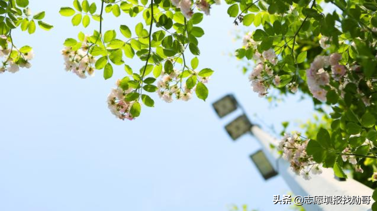 香港中文大学，神坛跌落，再度爆冷！录取分数直线下跌