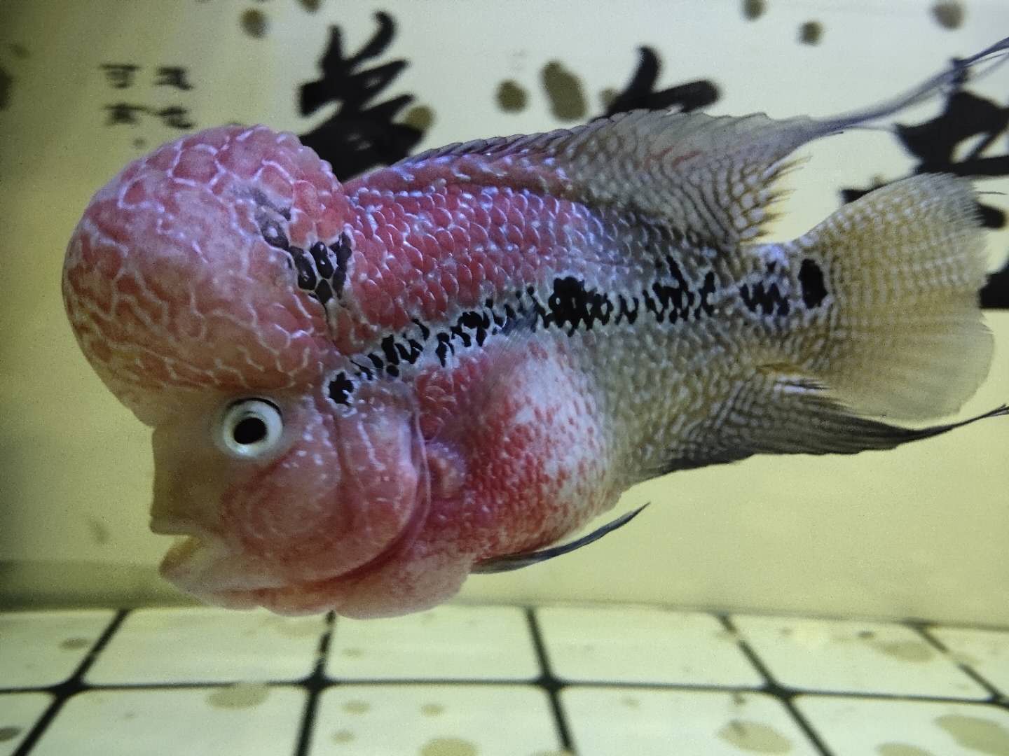 亚成罗汉鱼怎么养小技巧干货